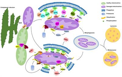 Mechanisms and Functions of Mitophagy and Potential Roles in Renal Disease